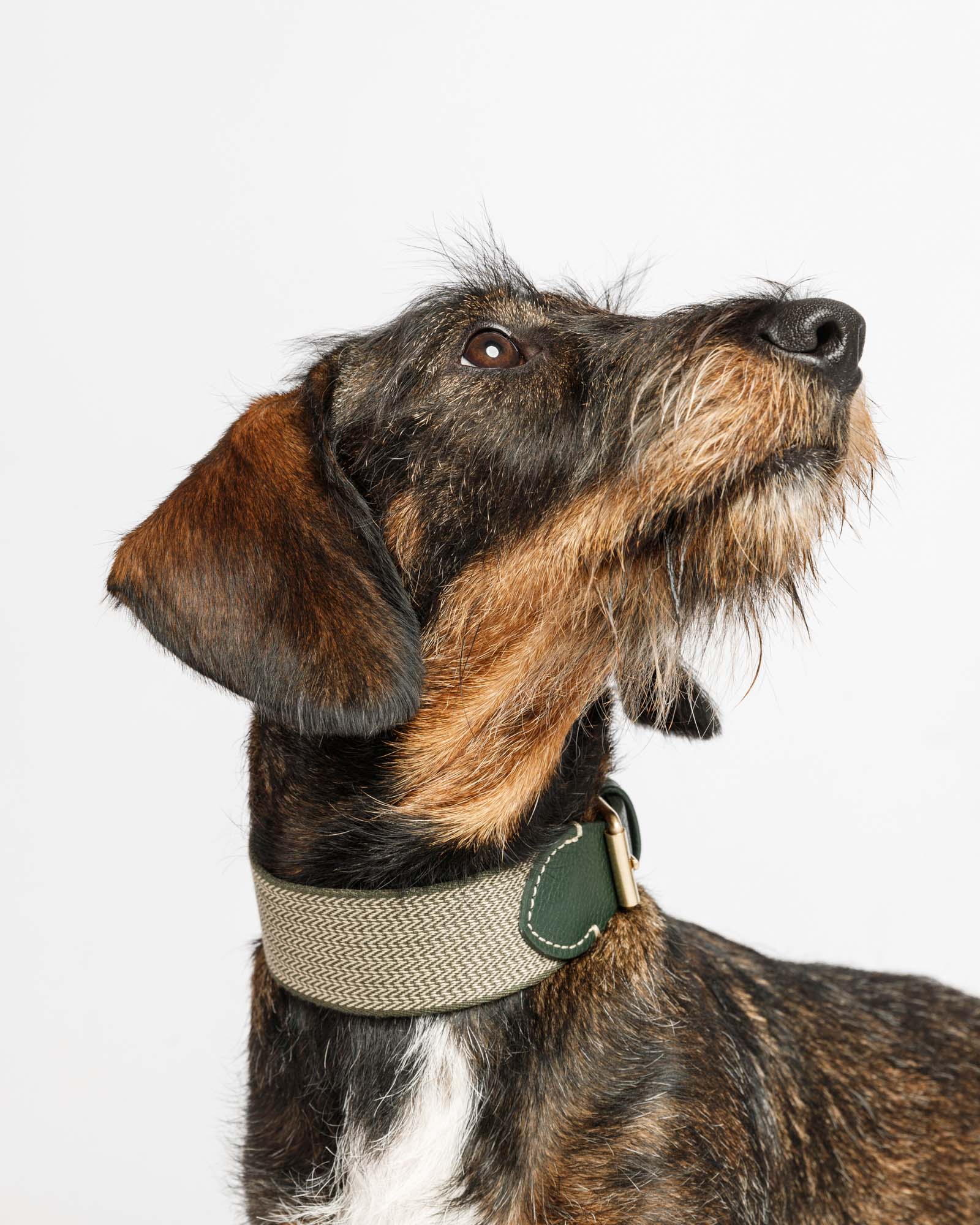 нашийник Buddys Preppy на собаці в зеленому кольорі