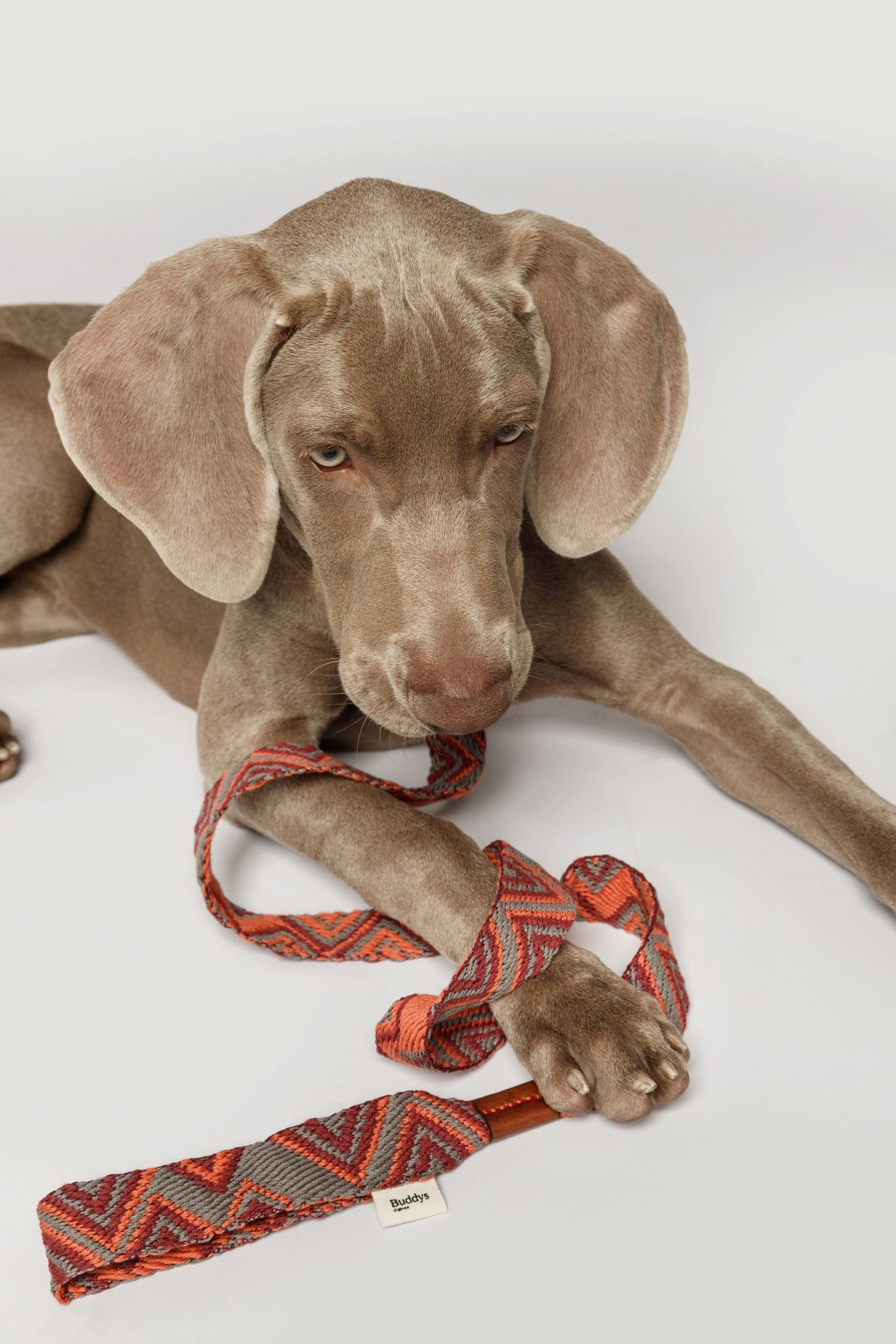 Повідець Peruvian в червоних відтінках на собаці