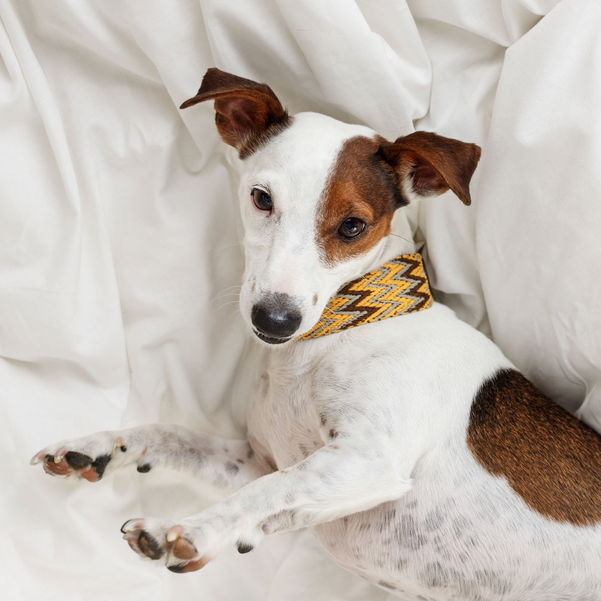 Нашийник Peruvian