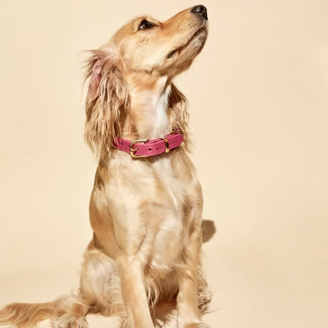 Нашийник Butter Leather