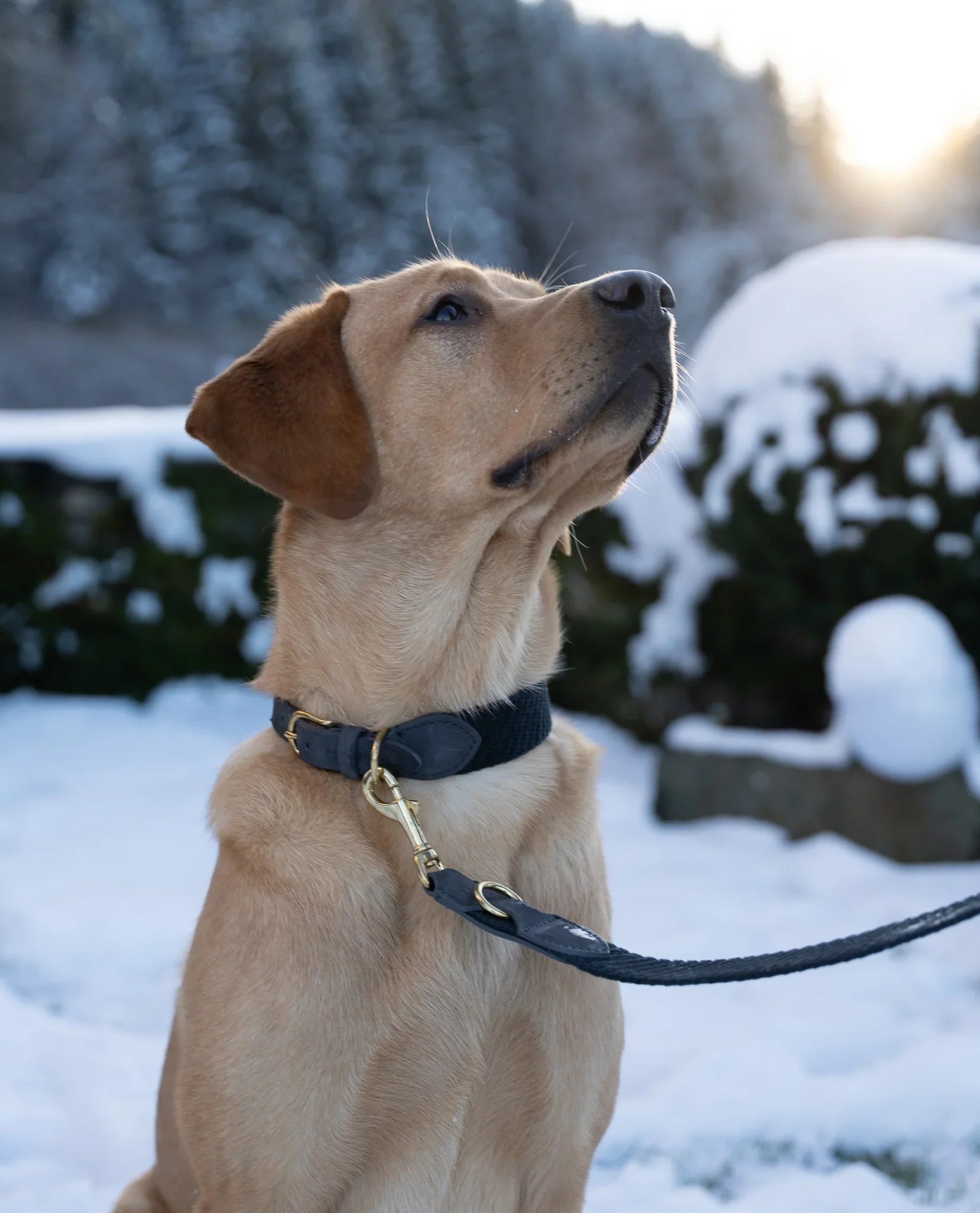 Нашийник Patagonia
