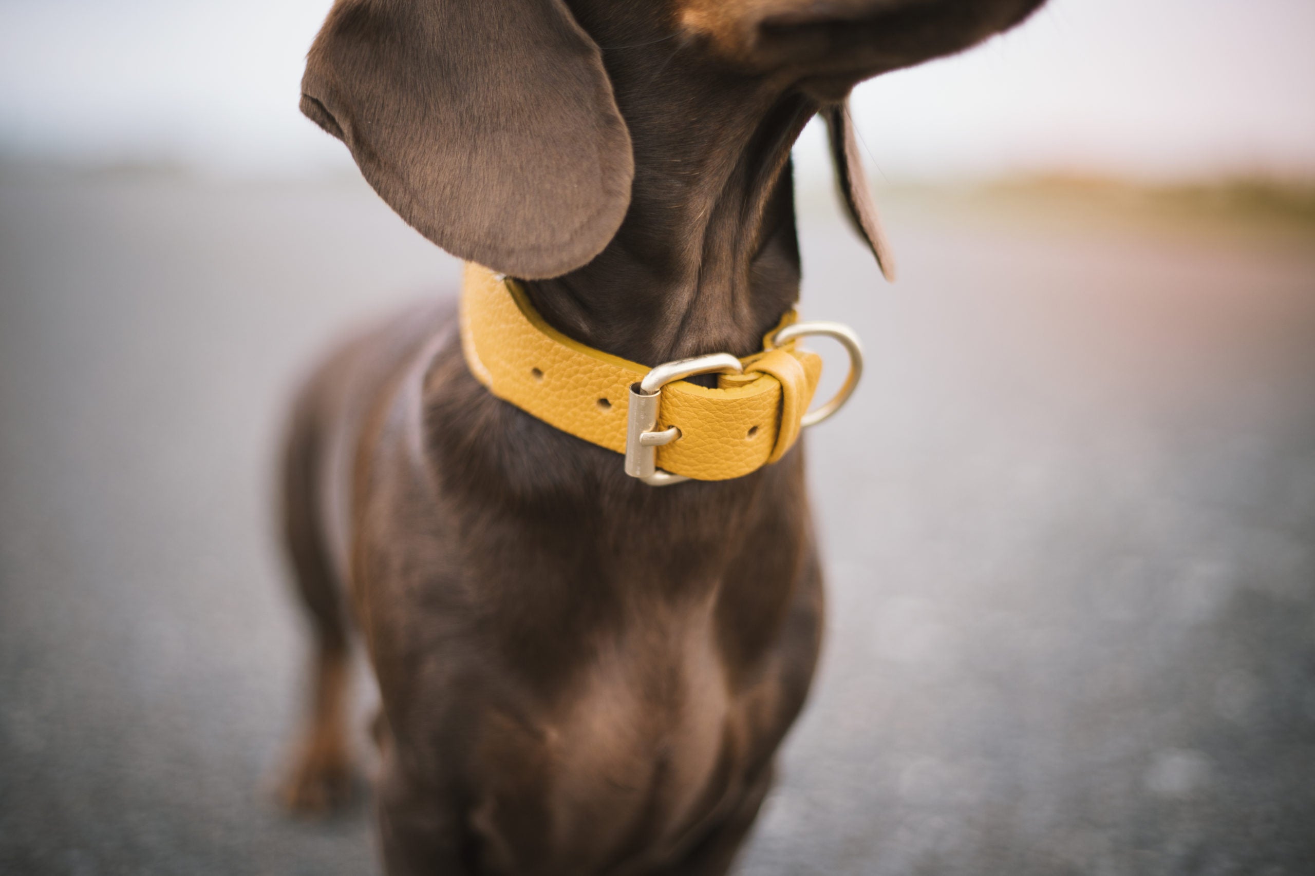 нашийник Buddys Preppy на собаці в жовтому кольорі